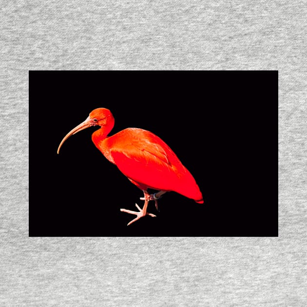 Scarlet ibis on a black background by HazelWright